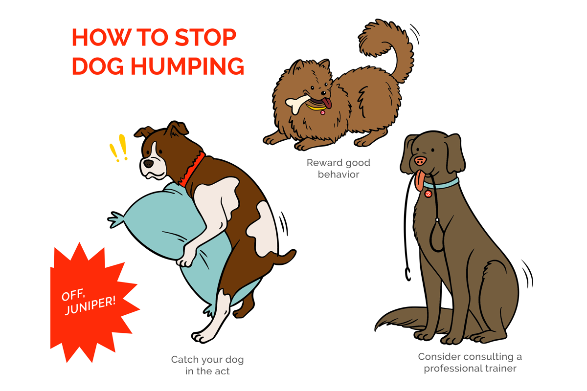 Humping: Dogs Mount For More Than Sexual Reasons