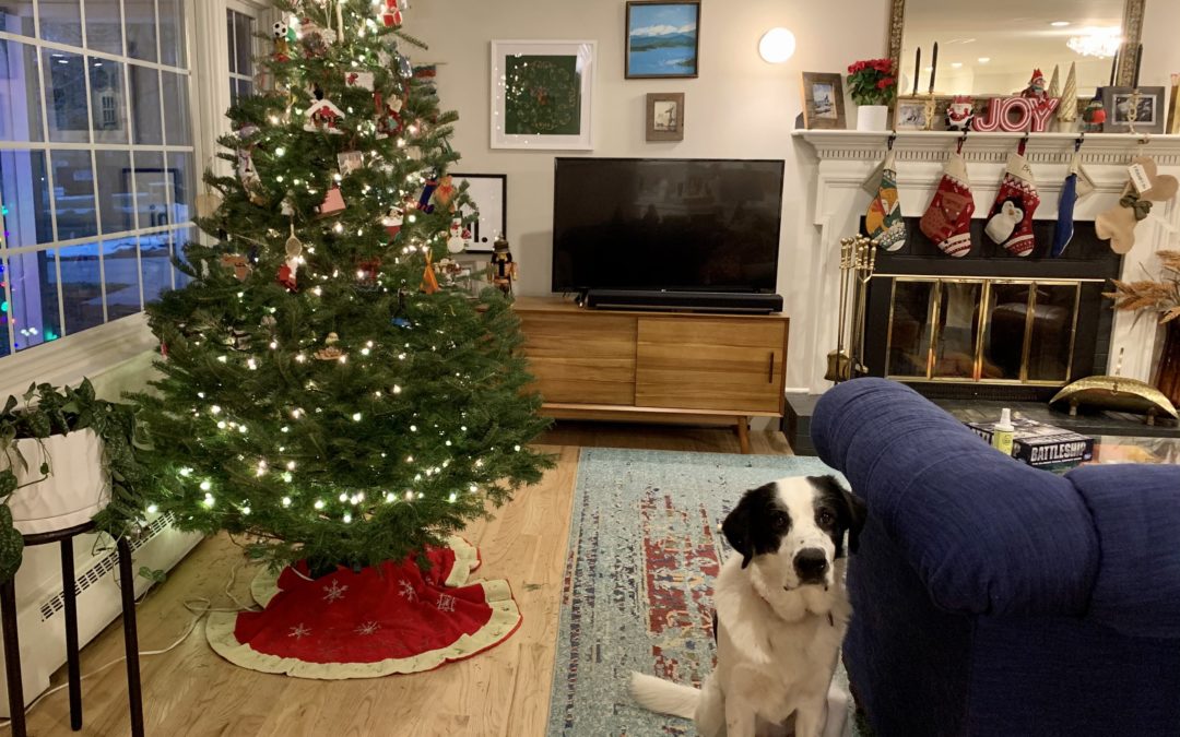Pet-proof your holiday decor  How to keep your cats and dogs off the Naughty List