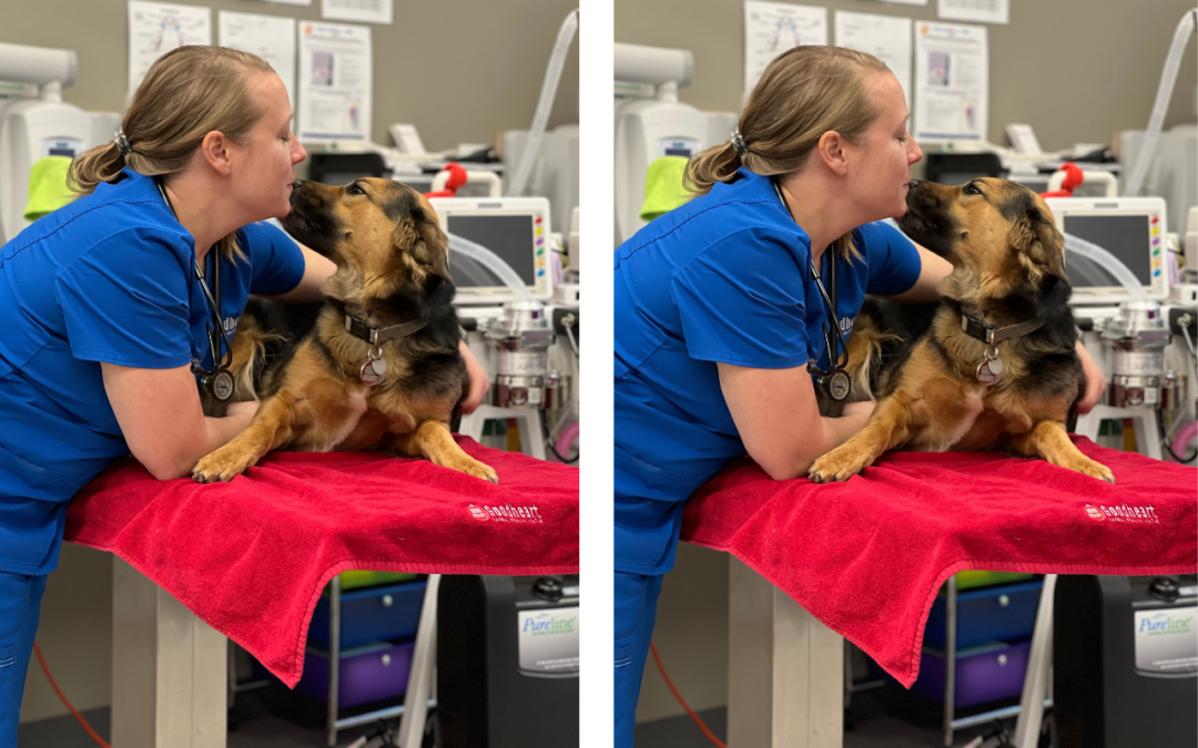 Why Does Your Pet Need Dental X-rays?  Images reveal what’s happening below the gum line