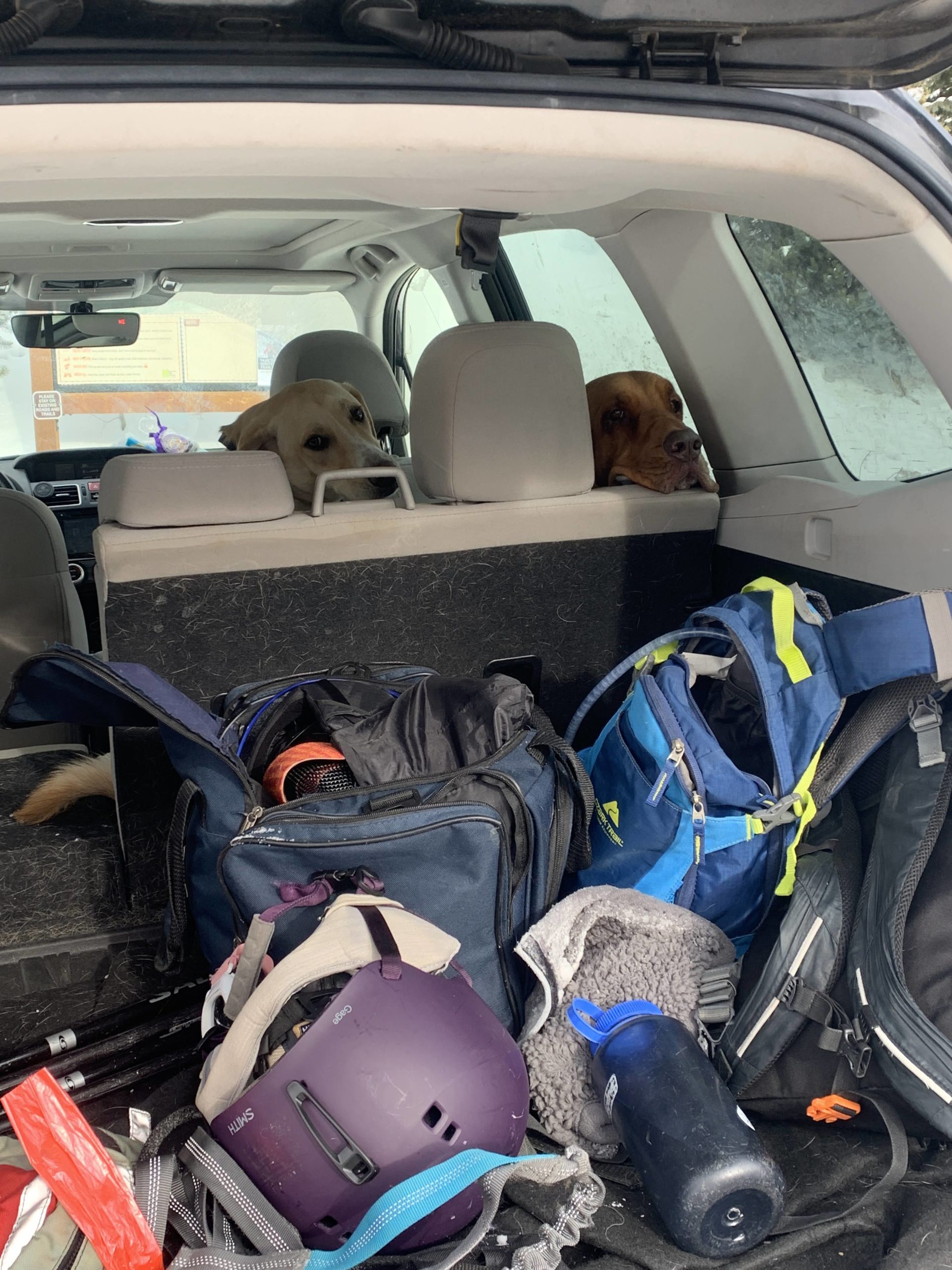 Dogs in car with hiking gear in trunk
