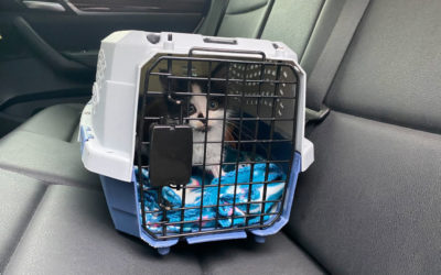 How to keep your cat safe on car rides  Three tips for easier road trips (near and far)