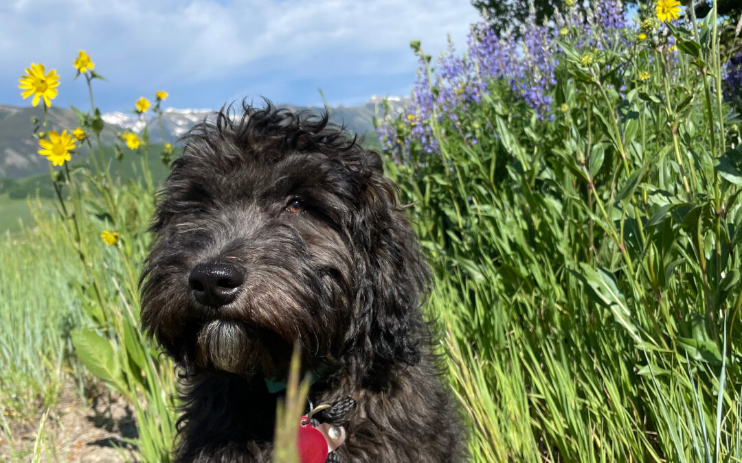 Milo the bernadoodle in the grass