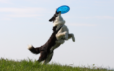 How to Avoid Over-Exercising Your Dog  Dr David Liss answers your questions to keep your pet safe in the outdoors