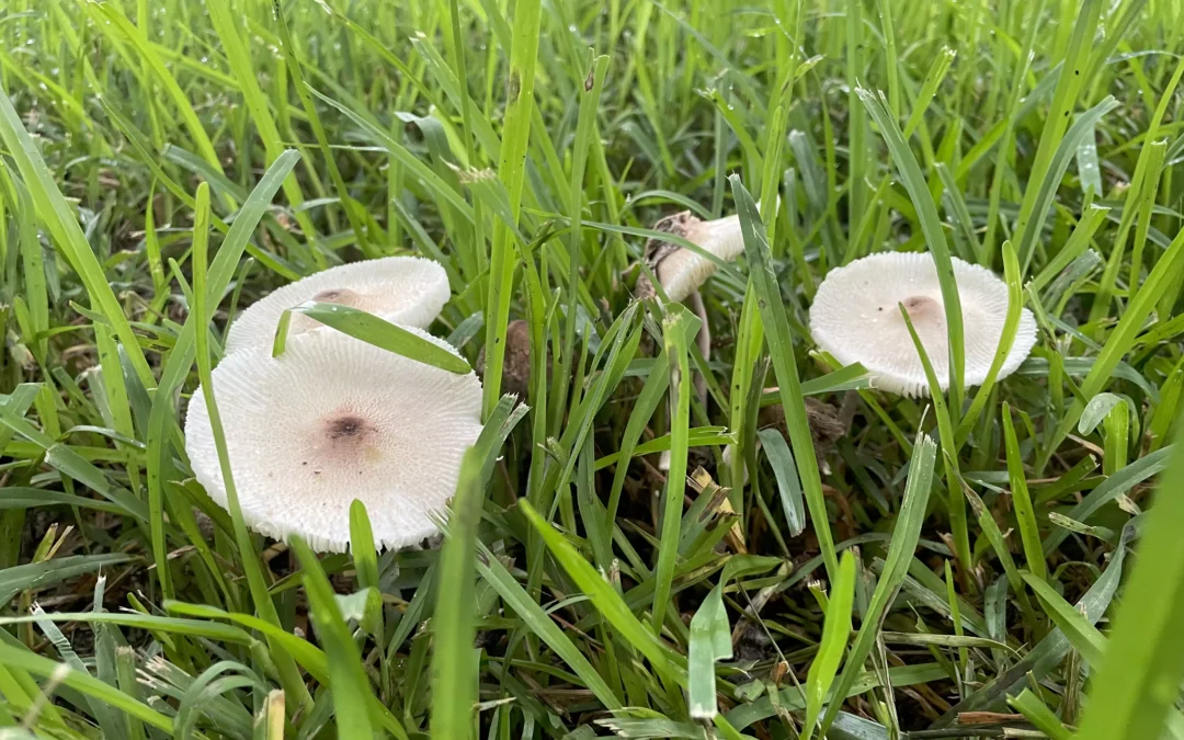 Know the Risks of Garden Mushrooms for Pets  Tips to keep your dog (or outdoor cat) safe during wet weather months