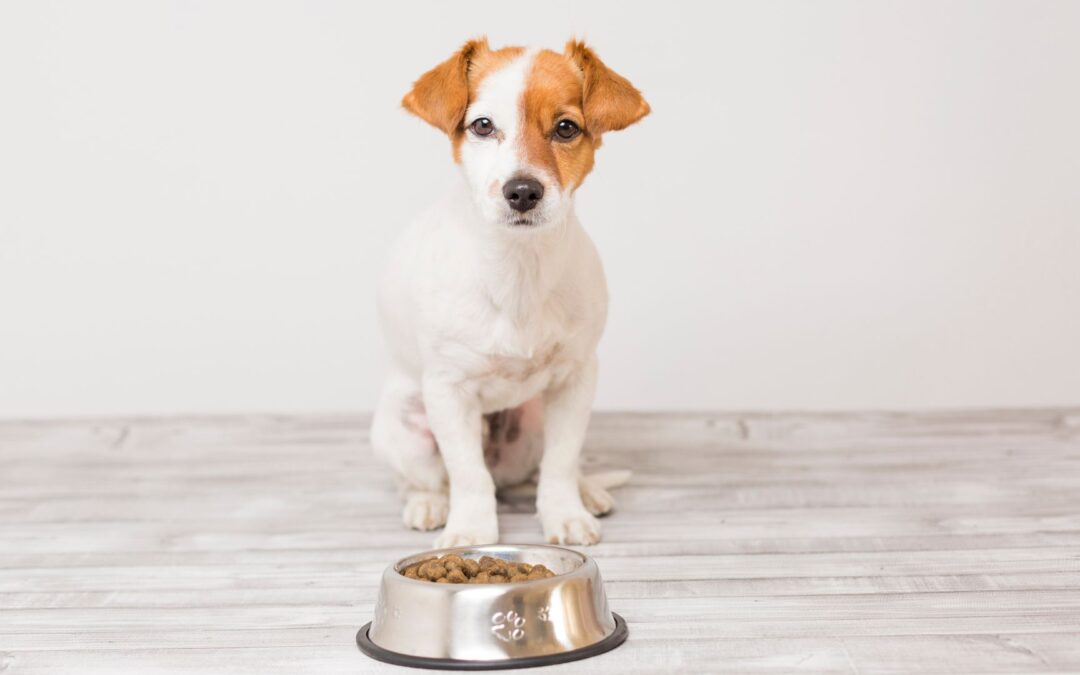 Grain-Free Dog Diets Cause Heart Issues  Popular dog foods are putting your pet’s heart at risk