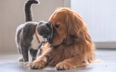 Wildfire Readiness for Pet Owners  Practical tips to protect your cats & dogs during a natural disaster