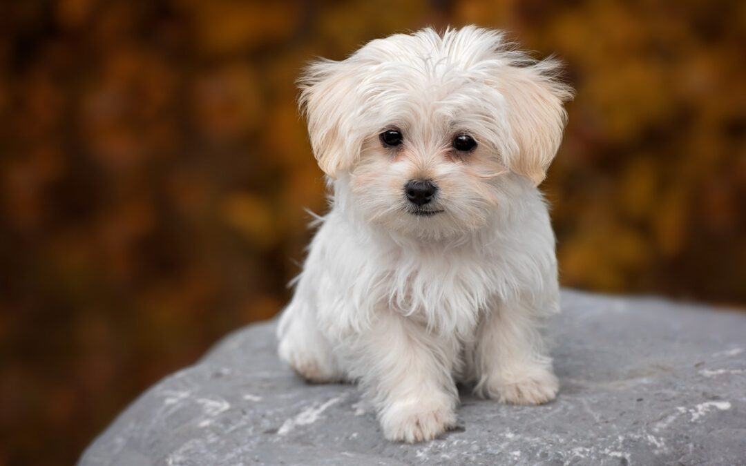 Canine Parvovirus: Protect Your Dog  Parvo is difficult (and expensive!) to treat, yet easy to prevent with a series of vaccines.