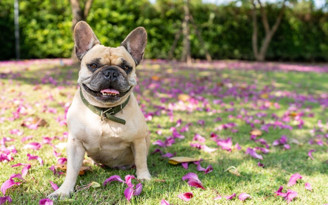 Blue-Green Algae Can Be Deadly for Dogs  Keep your pet safe. Check water conditions before heading into nature.