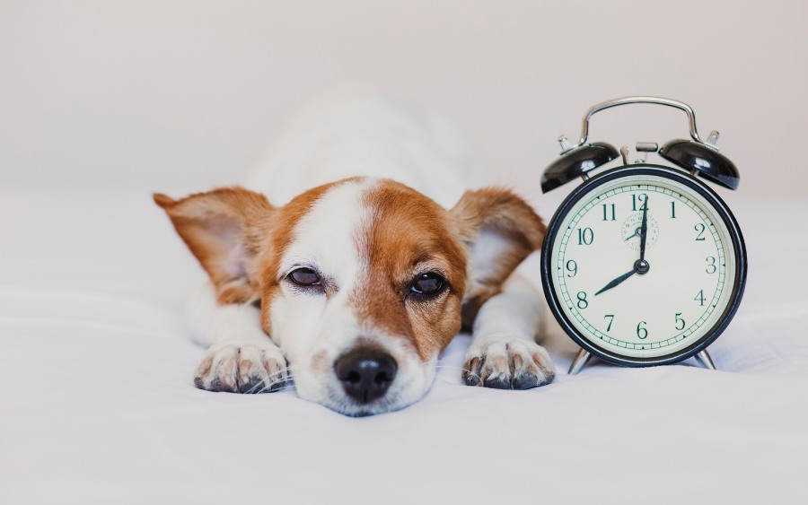 Can Pets Tell Time? The Science Behind Animal Time Perception