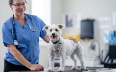More Than a Cleaning: How Goodheart Approaches Pet Dental Care